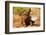 African Elephant-Mary Ann McDonald-Framed Photographic Print