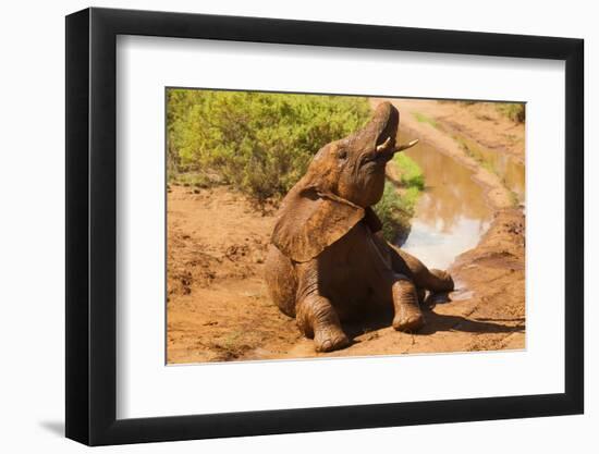 African Elephant-Mary Ann McDonald-Framed Photographic Print