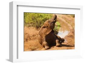 African Elephant-Mary Ann McDonald-Framed Photographic Print