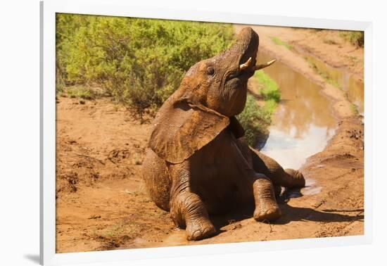 African Elephant-Mary Ann McDonald-Framed Photographic Print