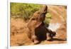 African Elephant-Mary Ann McDonald-Framed Photographic Print