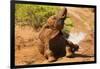 African Elephant-Mary Ann McDonald-Framed Photographic Print