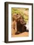 African Elephant-Mary Ann McDonald-Framed Photographic Print