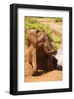 African Elephant-Mary Ann McDonald-Framed Photographic Print