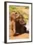 African Elephant-Mary Ann McDonald-Framed Photographic Print