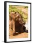 African Elephant-Mary Ann McDonald-Framed Photographic Print