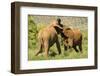 African Elephant-Mary Ann McDonald-Framed Photographic Print