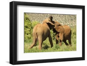 African Elephant-Mary Ann McDonald-Framed Photographic Print