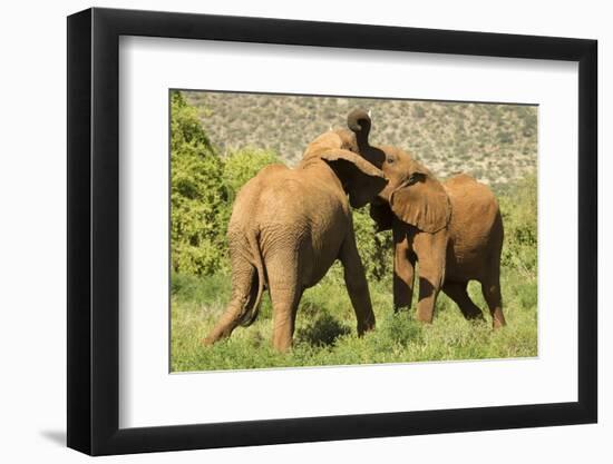 African Elephant-Mary Ann McDonald-Framed Photographic Print