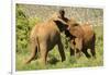 African Elephant-Mary Ann McDonald-Framed Photographic Print