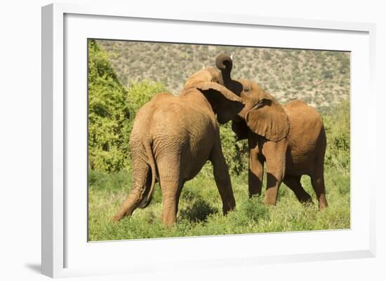 African Elephant-Mary Ann McDonald-Framed Photographic Print