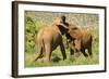 African Elephant-Mary Ann McDonald-Framed Photographic Print