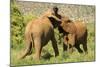 African Elephant-Mary Ann McDonald-Mounted Photographic Print