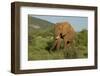 African Elephant-Mary Ann McDonald-Framed Photographic Print