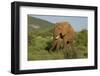 African Elephant-Mary Ann McDonald-Framed Photographic Print