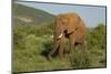 African Elephant-Mary Ann McDonald-Mounted Photographic Print