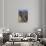 African Elephant-DLILLC-Photographic Print displayed on a wall