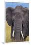 African Elephant-DLILLC-Framed Photographic Print