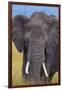 African Elephant-DLILLC-Framed Photographic Print