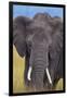 African Elephant-DLILLC-Framed Photographic Print