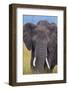 African Elephant-DLILLC-Framed Photographic Print