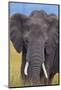 African Elephant-DLILLC-Mounted Photographic Print