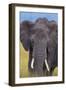 African Elephant-DLILLC-Framed Photographic Print