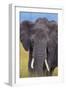 African Elephant-DLILLC-Framed Photographic Print