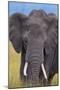 African Elephant-DLILLC-Mounted Photographic Print