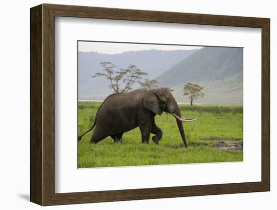 African Elephant-DLILLC-Framed Photographic Print