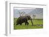 African Elephant-DLILLC-Framed Photographic Print