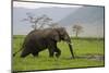 African Elephant-DLILLC-Mounted Photographic Print