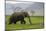 African Elephant-DLILLC-Mounted Photographic Print