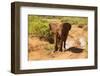 African Elephant-Mary Ann McDonald-Framed Photographic Print