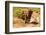 African Elephant-Mary Ann McDonald-Framed Photographic Print