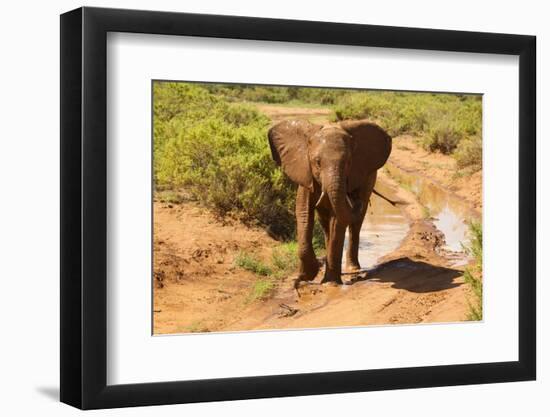 African Elephant-Mary Ann McDonald-Framed Photographic Print