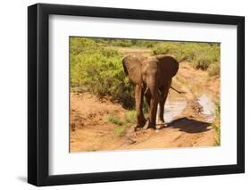 African Elephant-Mary Ann McDonald-Framed Photographic Print