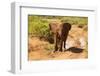 African Elephant-Mary Ann McDonald-Framed Photographic Print