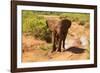 African Elephant-Mary Ann McDonald-Framed Photographic Print