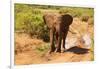 African Elephant-Mary Ann McDonald-Framed Photographic Print