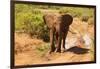 African Elephant-Mary Ann McDonald-Framed Photographic Print