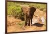 African Elephant-Mary Ann McDonald-Framed Photographic Print