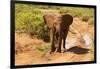 African Elephant-Mary Ann McDonald-Framed Photographic Print