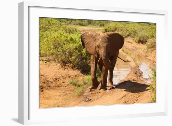 African Elephant-Mary Ann McDonald-Framed Photographic Print