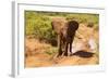 African Elephant-Mary Ann McDonald-Framed Photographic Print