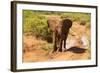 African Elephant-Mary Ann McDonald-Framed Photographic Print