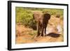 African Elephant-Mary Ann McDonald-Framed Photographic Print