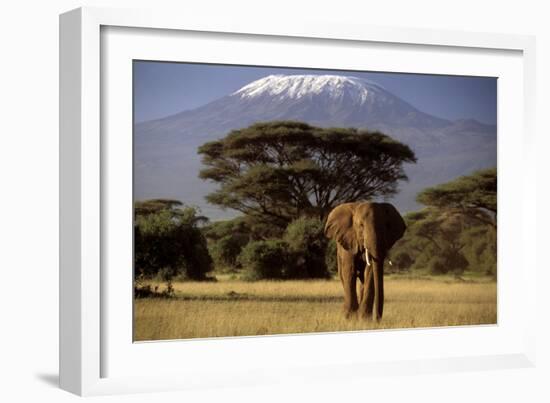 African Elephant-null-Framed Photographic Print