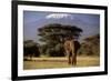 African Elephant-null-Framed Photographic Print