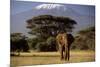 African Elephant-null-Mounted Photographic Print